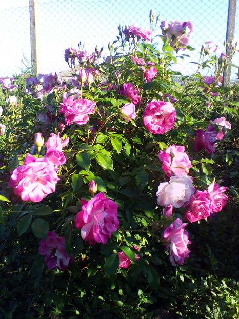  - curtea cu toate cele 2018