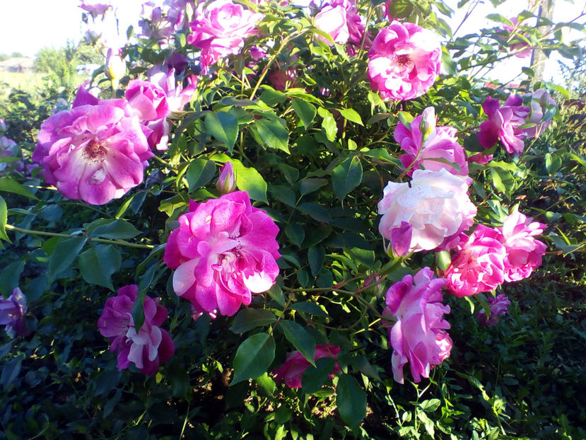  - curtea cu toate cele 2018