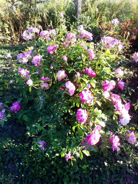  - curtea cu toate cele 2018