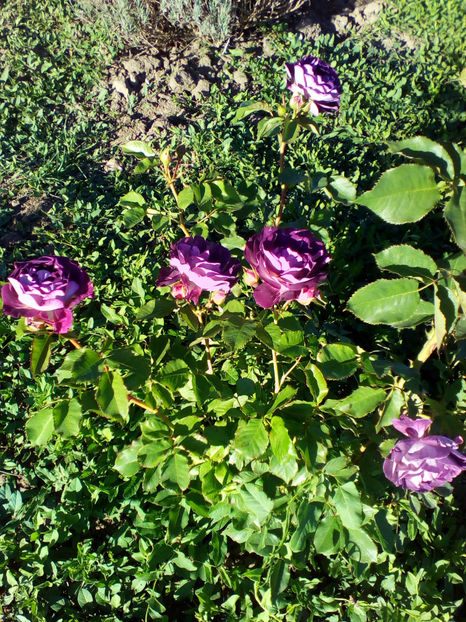  - curtea cu toate cele 2018