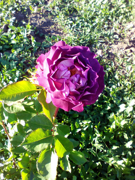  - curtea cu toate cele 2018