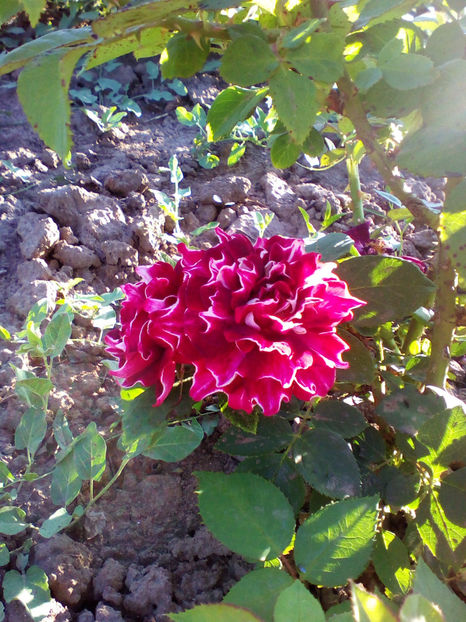  - curtea cu toate cele 2018