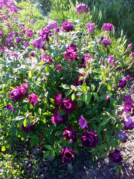  - curtea cu toate cele 2018