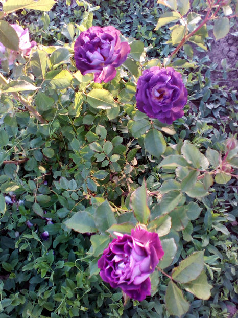  - curtea cu toate cele 2018