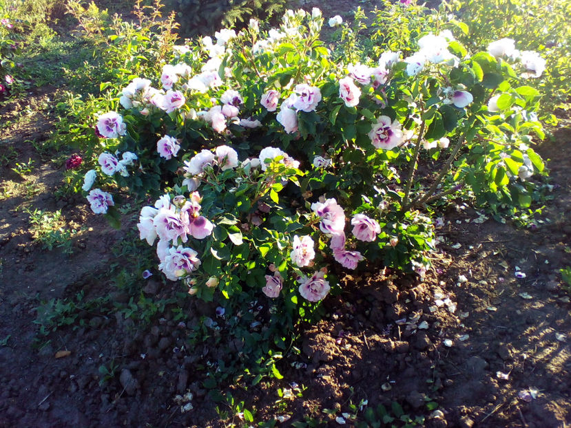  - curtea cu toate cele 2018