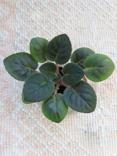 22 mai - ZZ Playful Spectrum