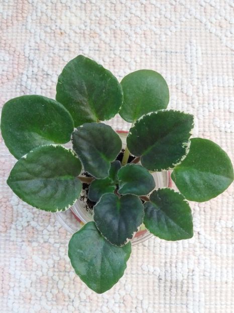 22 mai - ZZ Buckeye Cherry Topping