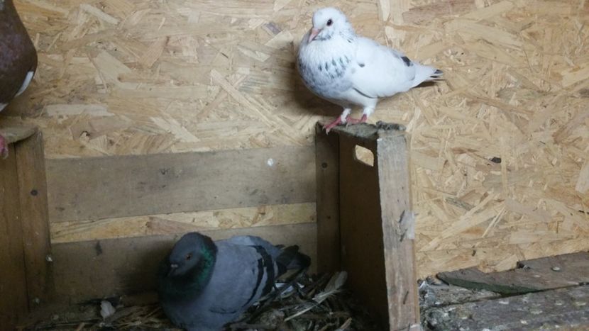  - Arhiva poze cu porumbei