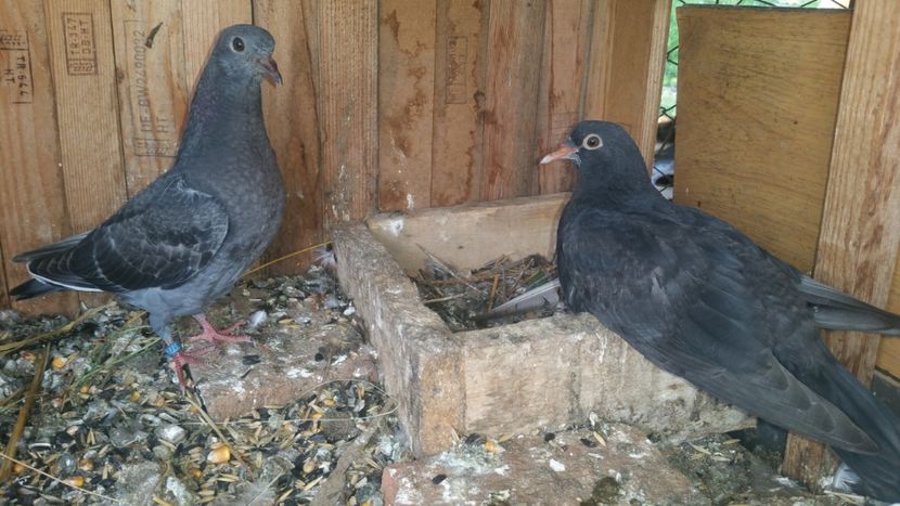  - pui tobosari arabi