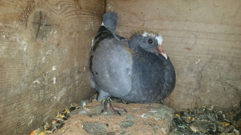  - pui tobosari arabi