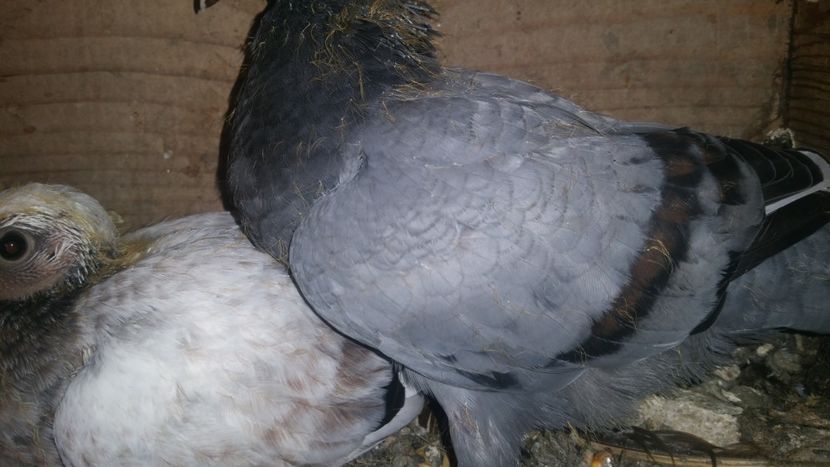  - pui tobosari arabi