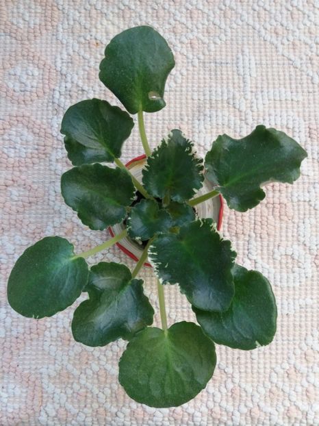 22 mai - ZZ RS Kolokolnyj Zvon