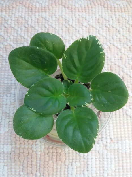 22 mai - ZZ Ma s Spanish Eyes