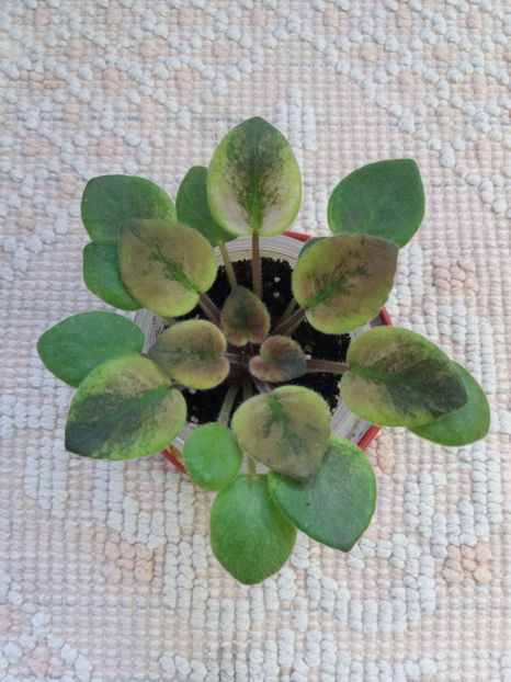 22 mai pui - ZZ Rob s Slap Happy