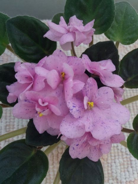 22 mai - ZZ Rob s Dust Storm