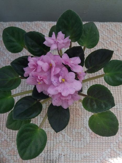 22 mai - ZZ Rob s Dust Storm