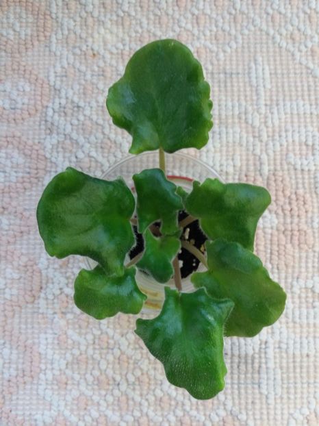 22 mai - ZZ EK Skazochniy Iris - EK Fairy Iris