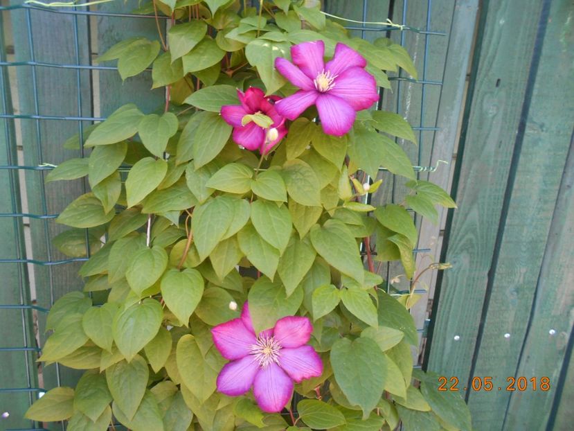  - 3Clematite2018