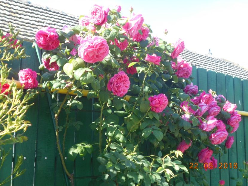  - Madame Isaac Pereire