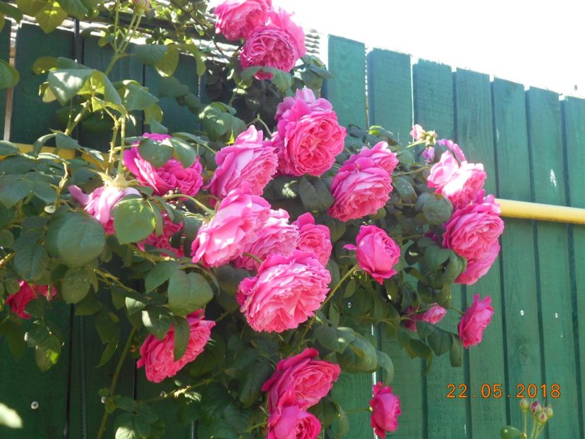  - Madame Isaac Pereire