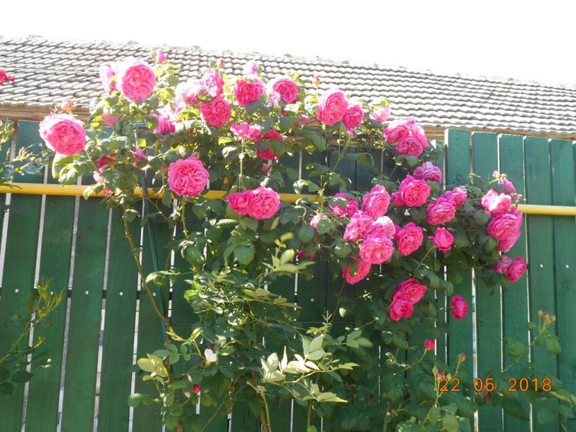 Madame Isaac de Pereire - 3Trandafiri 2018