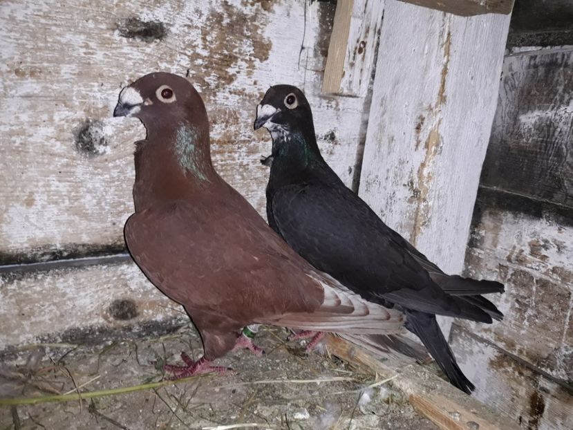 M2014-F2015 - 7-Perechi 2018