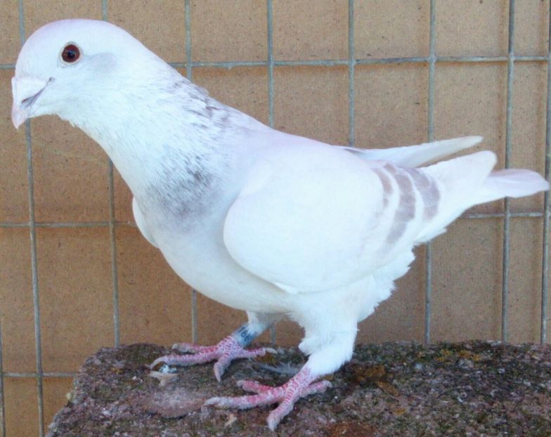 P=4 - 6Porumbei Voiajor Standard----2018