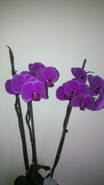  - Orhideea 2014-2018