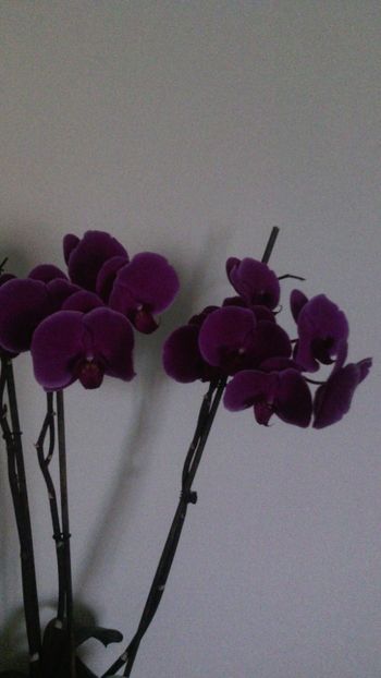  - Orhideea 2014-2018