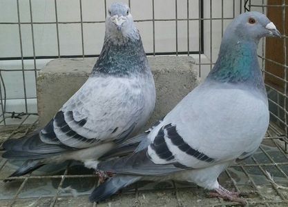 P=5 - 6Porumbei Voiajor Standard----2018