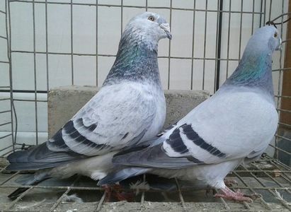  - 6Porumbei Voiajor Standard----2018