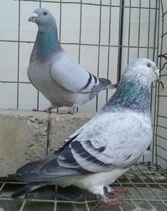  - 6Porumbei Voiajor Standard----2018