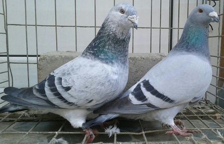  - 6Porumbei Voiajor Standard----2018