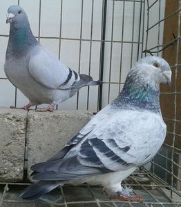 P=5 - 6Porumbei Voiajor Standard----2018
