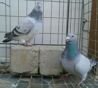 P=5 - 6Porumbei Voiajor Standard----2018