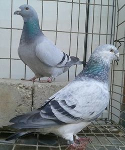  - 6Porumbei Voiajor Standard----2018