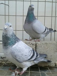  - 6Porumbei Voiajor Standard----2018