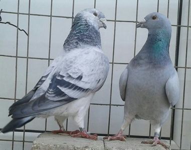 P=5 - 6Porumbei Voiajor Standard----2018
