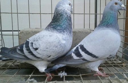 P=5 - 6Porumbei Voiajor Standard----2018