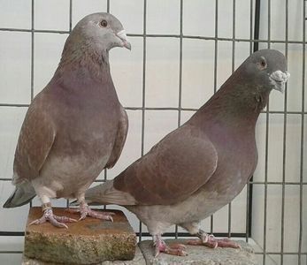 P=6 - 6Porumbei Voiajor Standard----2018