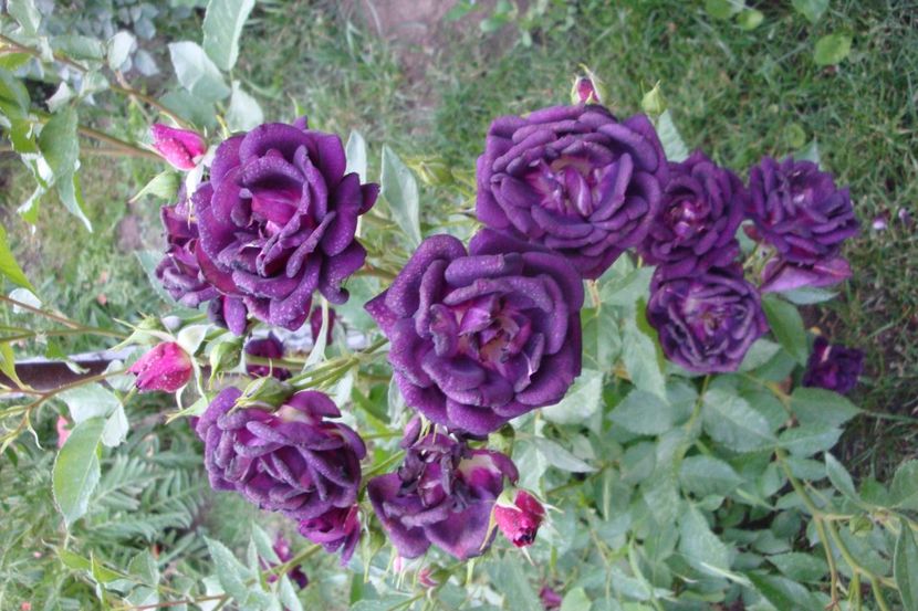  - Midnight Blue