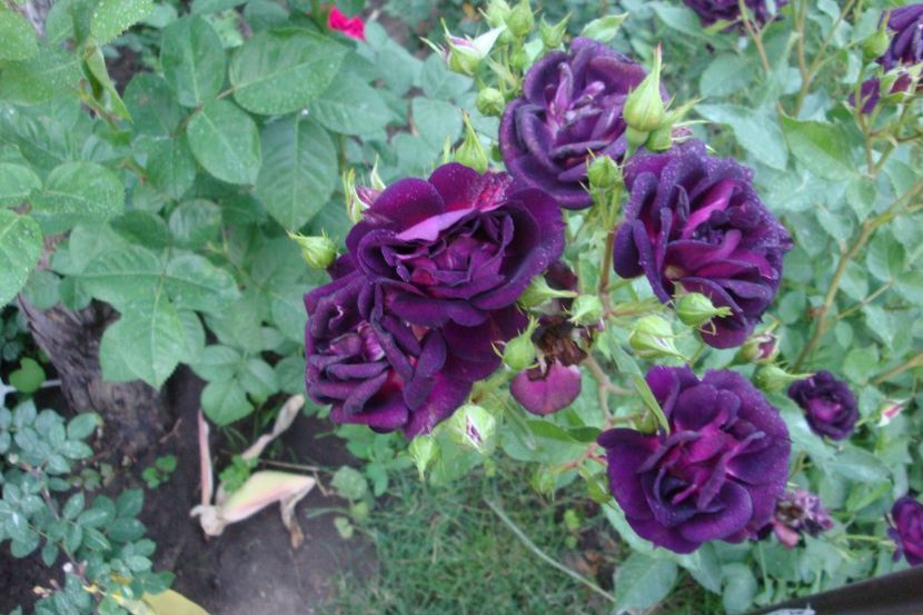  - Midnight Blue