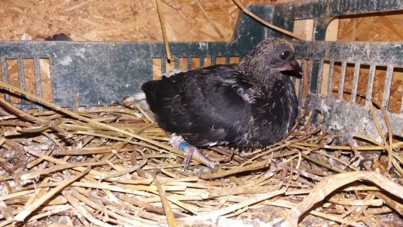 received_837362289787535 - 6-Negru Codalb Romanesc