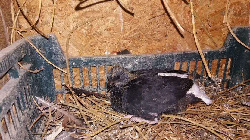 received_837362183120879 - 6-Negru Codalb Romanesc