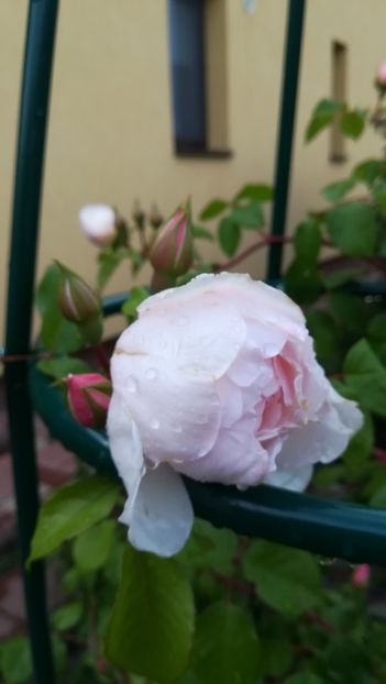  - The Generous Gardener