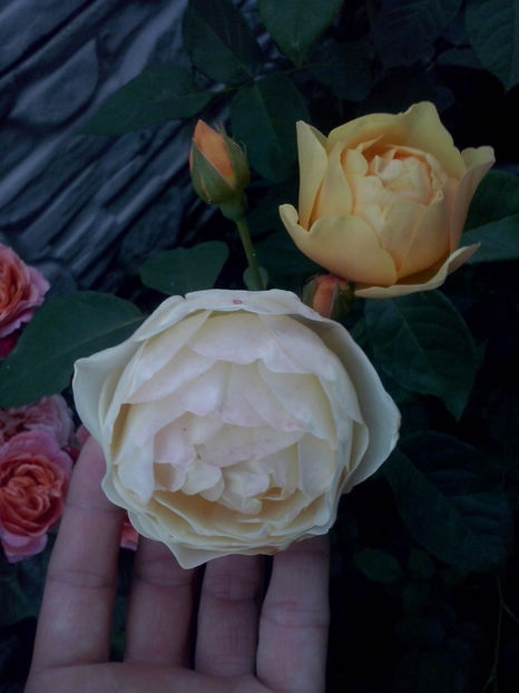 CAM01806 - Trandafiri 2018-III