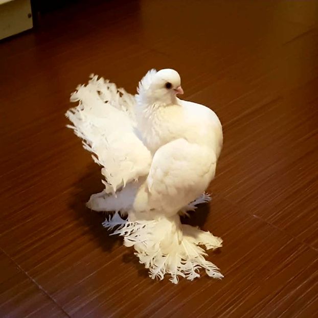  - Omski si Nordcaucazieni 2018