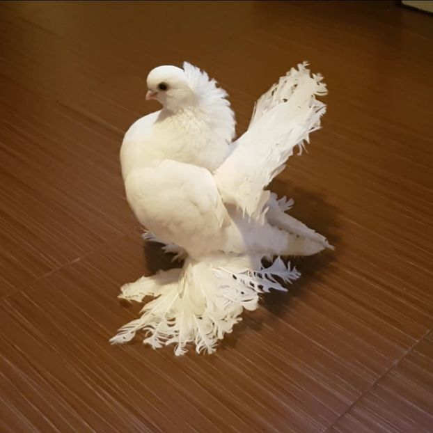  - Omski si Nordcaucazieni 2018