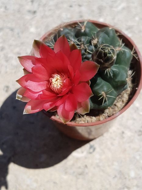 Gymnocalicium baldianum - Cactusi si plante suculente 2017-2018-2019