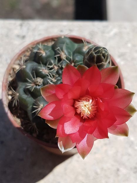  - Cactusi si plante suculente 2017-2018-2019